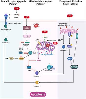 Apoptosis, autophagy, ferroptosis, and pyroptosis in cisplatin-induced ototoxicity and protective agents